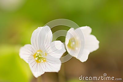 Forest flower Stock Photo