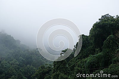 Forest and fog beautiful nature backgrounds Stock Photo