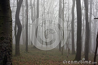 Forest and fog Stock Photo