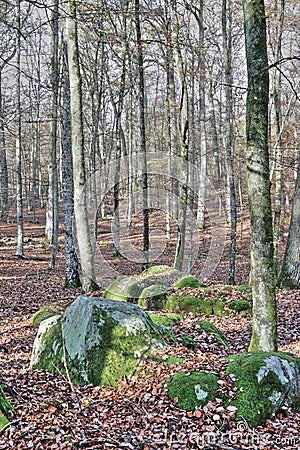 Forest of Fontainebleau, France Stock Photo