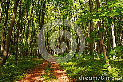 Forest footpath in green deciduous woods among the trees, freshness of nature Stock Photo