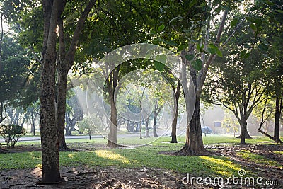 Forest of fresh green deciduous trees framed by leaves, w Stock Photo