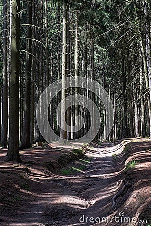 The Forest of Friedrichroda in Thuringia with sun Stock Photo