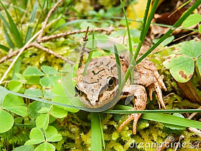 Forest brown frog closeup in natural environment Stock Photo