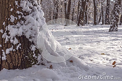 Forest frost tree covered with snow and forest background Stock Photo