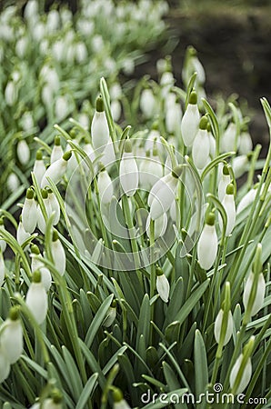 Forest full of snowdrops Stock Photo