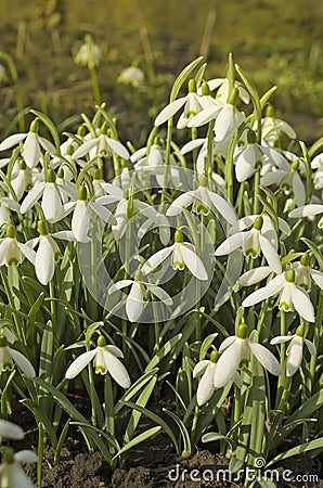 Forest full of snowdrops Stock Photo