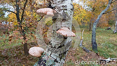 Forest fungi growing on tree Stock Photo