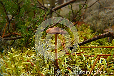 Forest, fungus,autumn, the last of the mushrooms are poisonous Stock Photo
