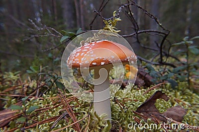 Forest, fungus,autumn, the last of the mushrooms are poisonous Stock Photo