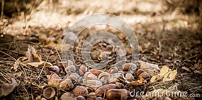 Forest glade and fallen acorns Stock Photo