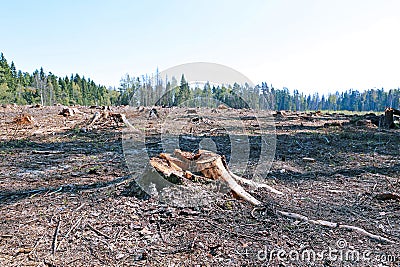 Forest glade after the felling of trees Stock Photo