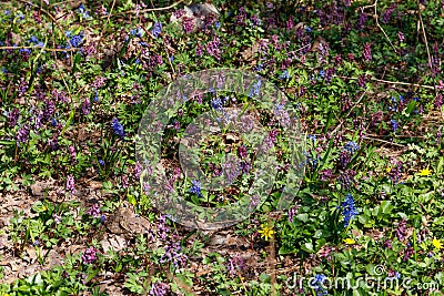 Forest glade with first spring flowers Stock Photo