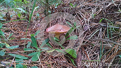 In a forest glade among the grass and dry needles grew a summer tubular mushroom oilcan Stock Photo