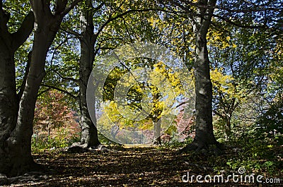 Forest Glade Stock Photo