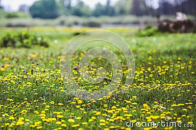 Forest Glade with green grass and yellow dandelion flowers and white daisies Stock Photo