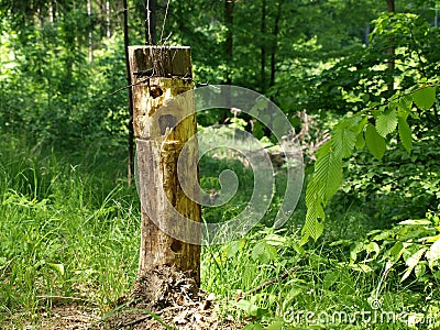 Forest goblin Stock Photo