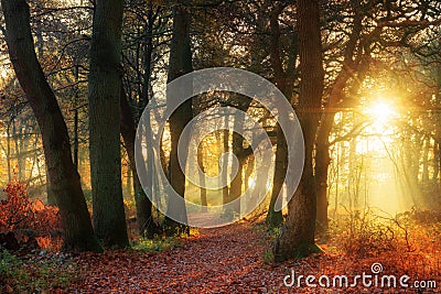 Forest gold Stock Photo