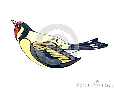 Forest goldfinch with bright yellow and red feathers. Little songbird in a watercolor style. European goldfinch. Park Vector Illustration