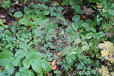 Forest grass and flowers in autumn Stock Photo