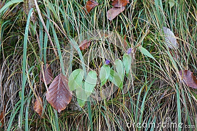 Forest grass and flowers in autumn Stock Photo