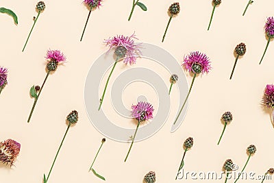 Forest grass and flowers thorn thistle or burdock as stylish botanical background pastel colored Stock Photo