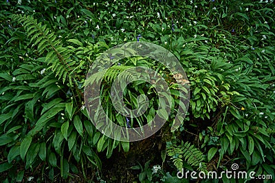 Forest green ground plants background Stock Photo