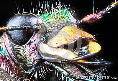 Forest green tiger beetle extremal closeup on black Stock Photo