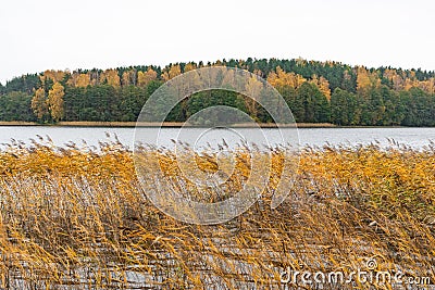 Forest with green, yellow and orange trees and reeds, lake or river, wonderful autumn landscape Stock Photo