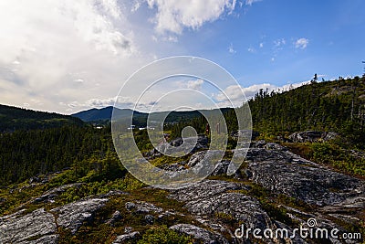 Forest in the Gros Morne Stock Photo