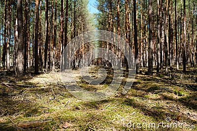 Forest ground closeup - coniferous trees landscape Stock Photo