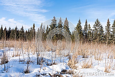 Forest growth on abondoned farmland Stock Photo