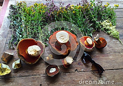 The forest harvest at the autumn. Herbs and mushrooms on the wood table background Stock Photo