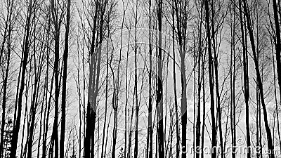 Forest with high trees black and white background Stock Photo