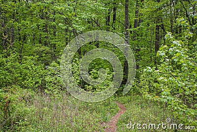 Forest hike Stock Photo