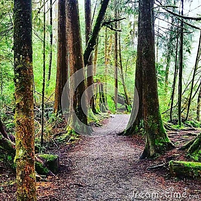 Forest Hike Stock Photo