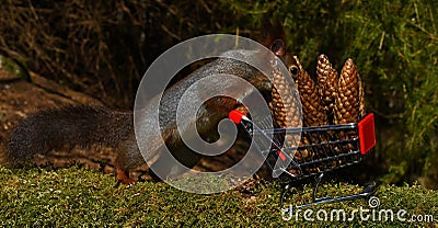 A squirrel with a shopping cart Stock Photo