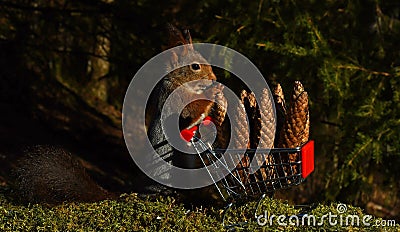 A squirrel with a shopping cart. Stock Photo