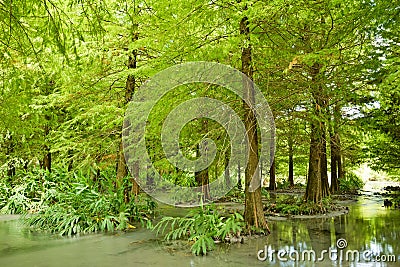 Forest at Hualien Stock Photo
