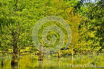 Forest at Hualien Stock Photo