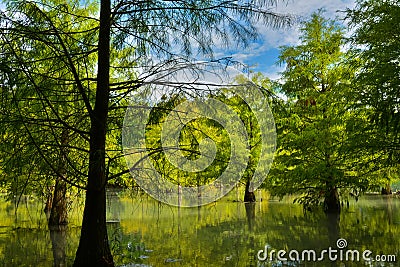 Forest at Hualien Stock Photo