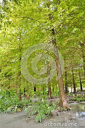 Forest at Hualien Stock Photo