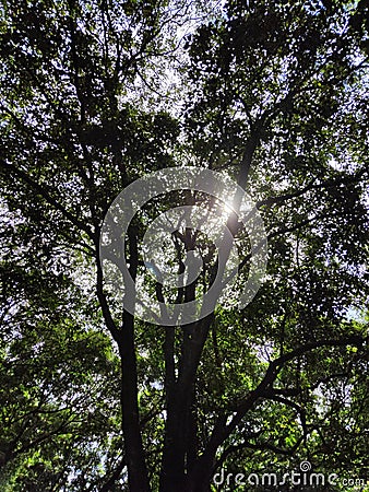 Forest inside Hutan Raya Park Stock Photo