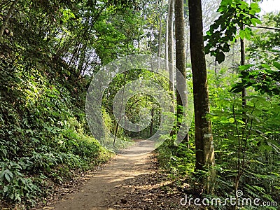 Forest inside Hutan Raya Park Stock Photo