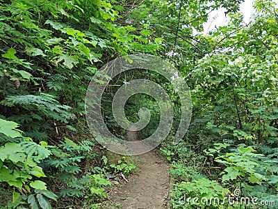 Forest inside Hutan Raya Park Stock Photo