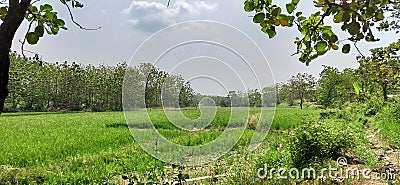 Forest inside Hutan Raya Park Stock Photo