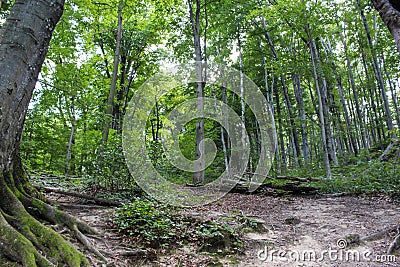 Forest - Jankovac, Papuk, Croatia Stock Photo