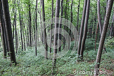 Forest - Jankovac, Papuk, Croatia Stock Photo