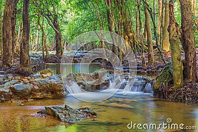 Forest. Jungle tropic rain forest photography Stock Photo