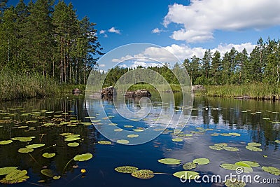 Forest lake with flowers Stock Photo